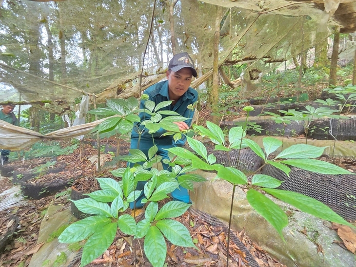 sâm Ngọc Linh - Ảnh 1.