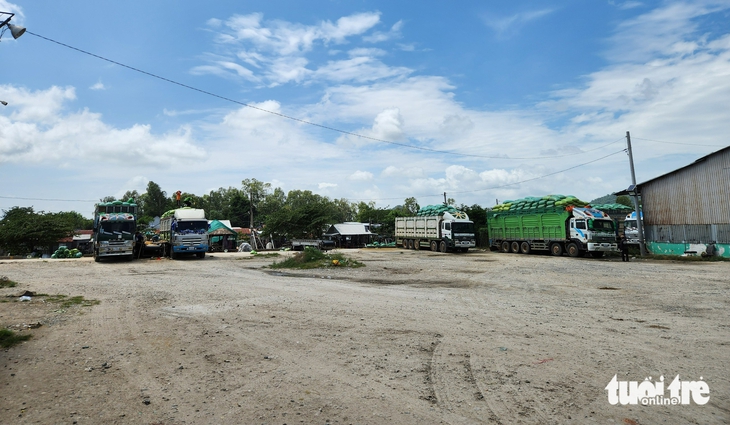 lúa Campuchia - Ảnh 3.
