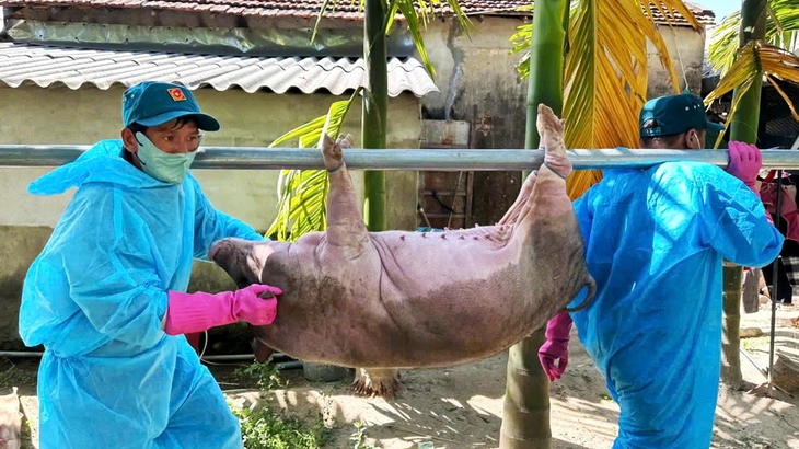 dịch tả heo - Ảnh 1.