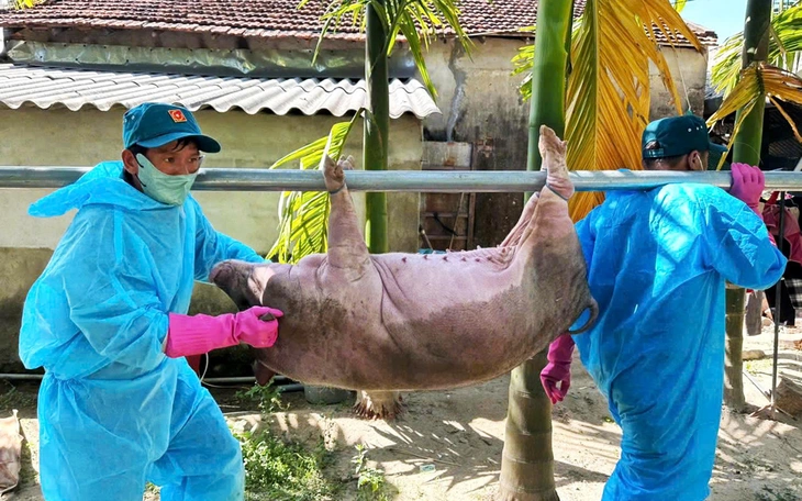 Người dân Quảng Ngãi có heo bị dịch tả được hỗ trợ 40.000 đồng/kg - Ảnh 4.