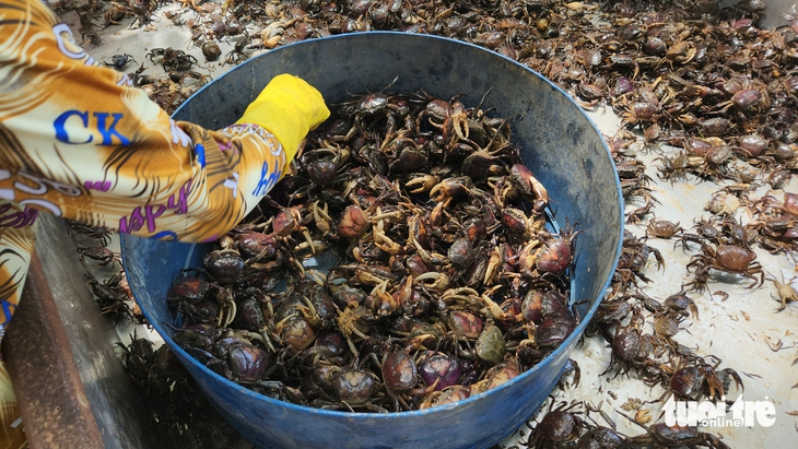 Nước phù sa đỏ quạch trên các sông, 'đặc sản' mùa lũ miền Tây đã về - Ảnh 5.