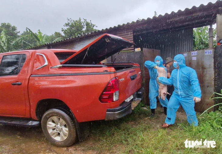 Lâm Đồng tiêu hủy đàn heo hơn 200 con nhiễm dịch tả heo châu Phi - Ảnh 1.