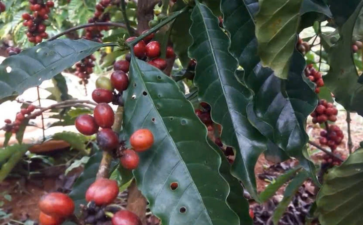 cà phê - Ảnh 1.