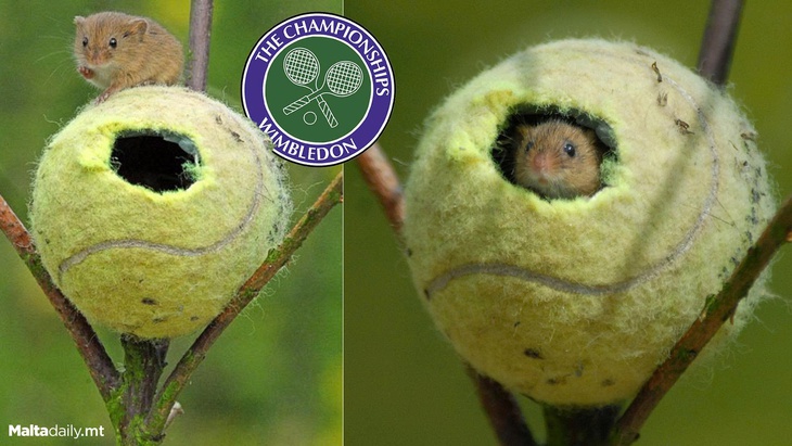Wimbledon - Ảnh 1.