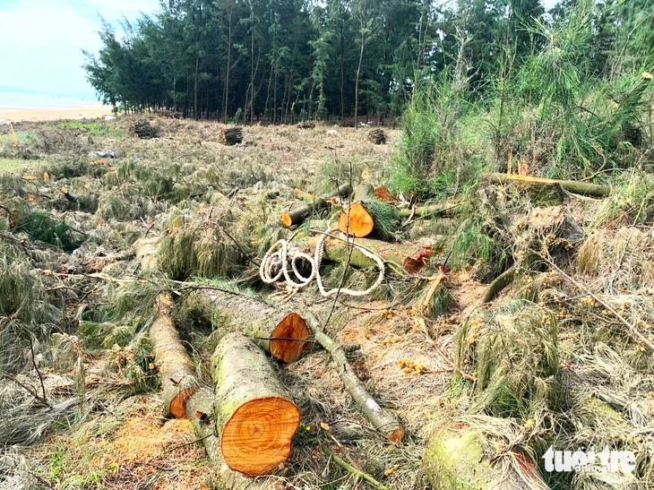 Ồ ạt chặt hết rừng phi lao phòng hộ để làm củi - Ảnh 3.