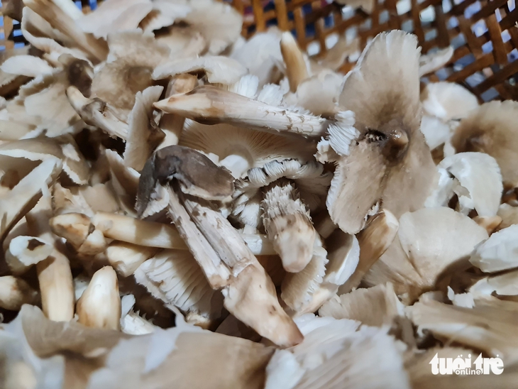 Nấm mối ở Vĩnh Long, hơn 1 triệu đồng/kg - Ảnh 1.