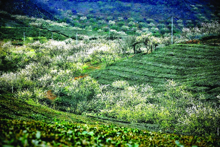 mận  - Ảnh 4.