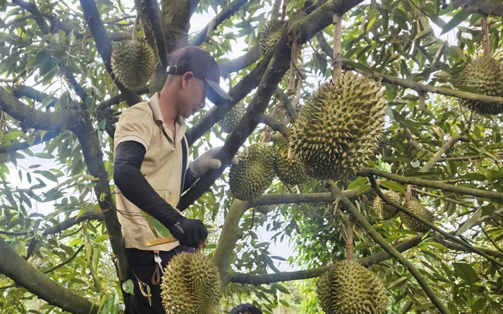 Giá sầu riêng ở miền Tây giảm gần một nửa chỉ sau một tuần - Ảnh 2.