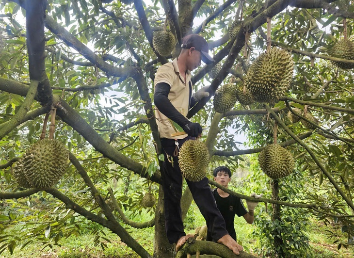 Giá sầu riêng tăng nhẹ sau thông tin tích cực từ thị trường Trung Quốc - Ảnh 1.