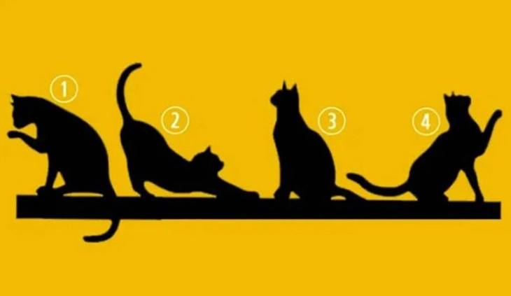 quiz - Ảnh 1.