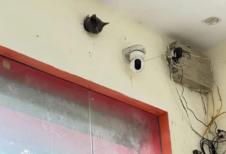 camera - Ảnh 1.