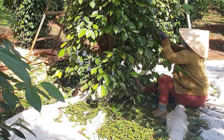 Vướng mắc thuế gỗ nguyên liệu, doanh nghiệp 'tới không được, lùi chẳng xong' - Ảnh 2.