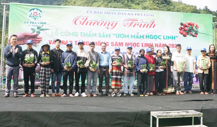 Tặng hơn 7.000 cây sâm Ngọc Linh giống cho hộ nghèo ở Đà Nẵng - Ảnh 1.