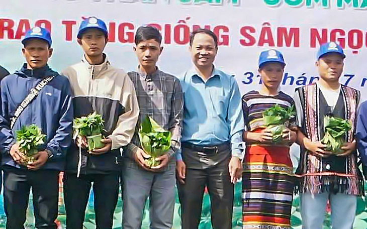 Thủ phủ sâm Ngọc Linh ngã rạp, bật gốc, thiệt hại gần 12 tỉ đồng - Ảnh 2.