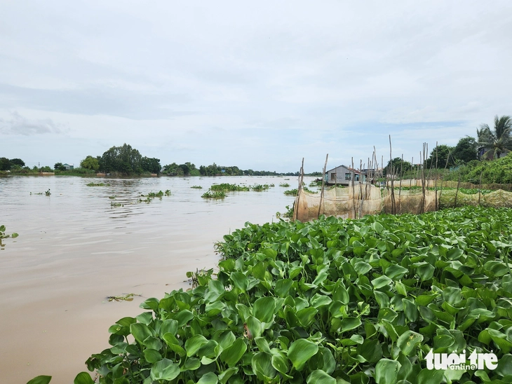Lượng nước từ sông Mekong đổ về sông Cửu Long tăng 10-30% - Ảnh 1.
