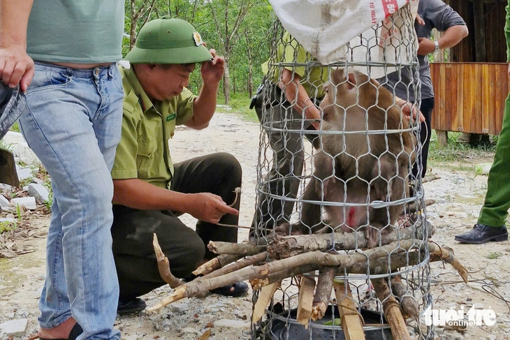 khỉ tấn công người - Ảnh 1.