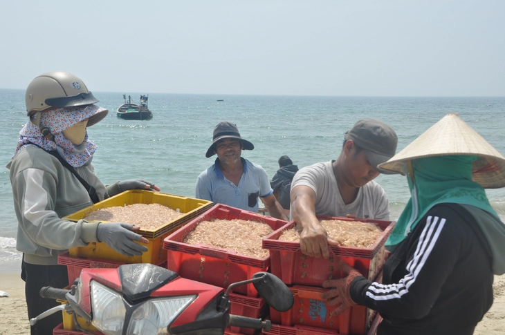 Ruốc xuất hiện dày đặc gần bờ, ngư dân Đà Nẵng đi vớt kiếm tiền triệu mỗi ngày - Ảnh 1.