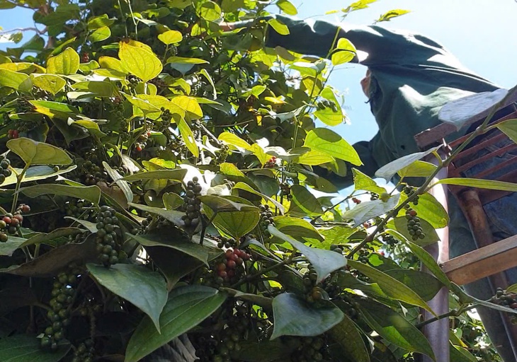 hồ tiêu - Ảnh 1.