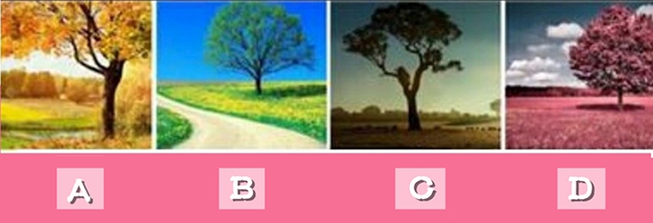 quiz - Ảnh 1.