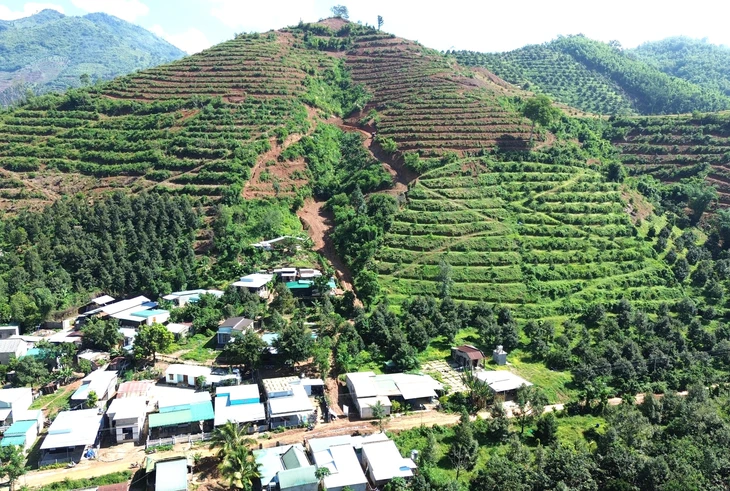 Bạt đồi trồng sầu riêng, đất đá theo nước mưa tràn vào nhà dân- Ảnh 6. Bạt đồi trồng sầu riêng, đất đá theo nước mưa tràn vào nhà dân- Ảnh 6.