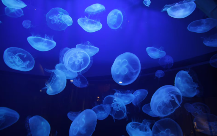 Tương lai mới cho điện hạt nhân toàn cầu - Ảnh 2.