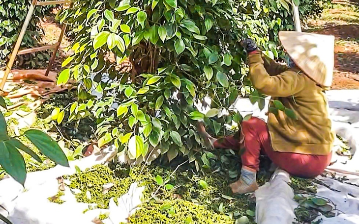Giá tiêu duy trì đà tăng, doanh nghiệp kỳ vọng giá sẽ còn tốt - Ảnh 1. Giá tiêu duy trì đà tăng, doanh nghiệp kỳ vọng giá sẽ còn tốt - Ảnh 1.