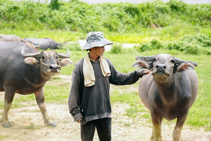 "Mục đồng" bên hồ Dầu Tiếng- Ảnh 3.