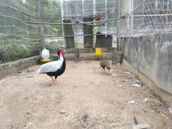 Gà lôi trắng tung tăng giữa rừng Bạch Mã - Ảnh 4.