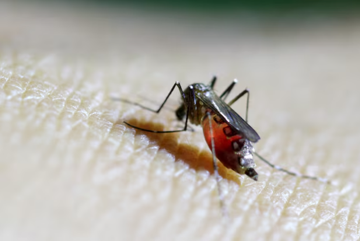 Chikungunya  - Ảnh 1.