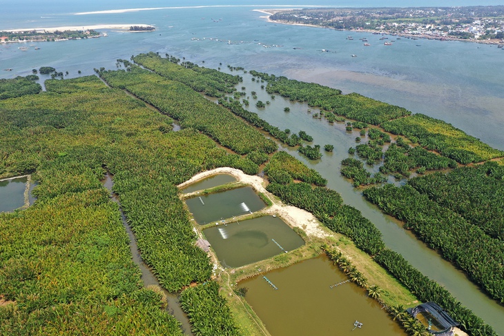 rừng dừa - Ảnh 2.
