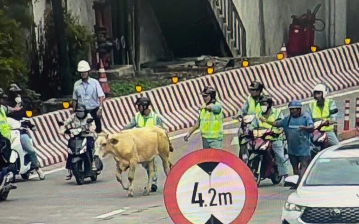 Lập biên bản phạt chủ đàn bò để bò đi vào hầm chui sông Sài Gòn - Ảnh 3.