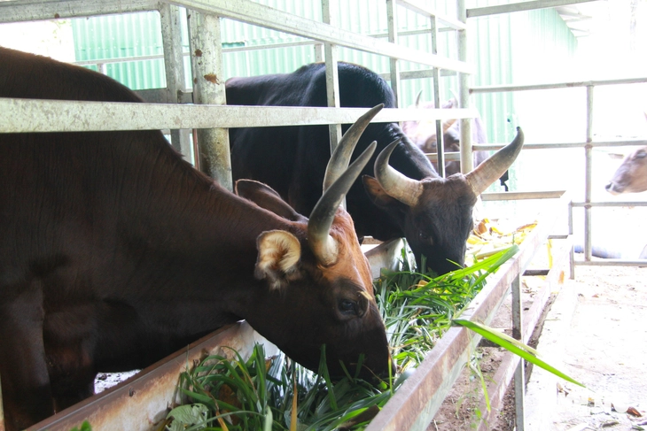 Mạng xã hội đưa ảnh đàn bò tót lai ở Vườn quốc gia Núi Chúa - Phước Bình ốm yếu, thực tế thế nào? - Ảnh 6.