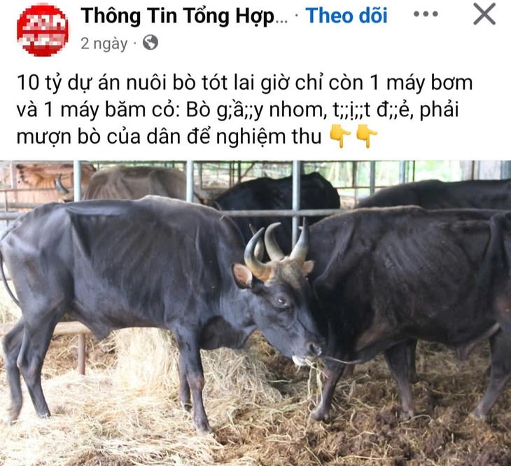 bò tót lai - Ảnh 9.