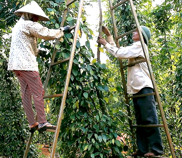 Doanh nghiệp xuất khẩu hồ tiêu lại gặp khó vì giấy chứng nhận - Ảnh 1.