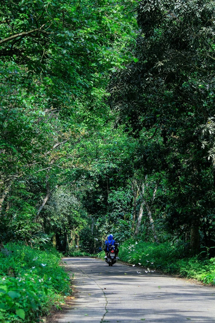 cúc phương - Ảnh 1.