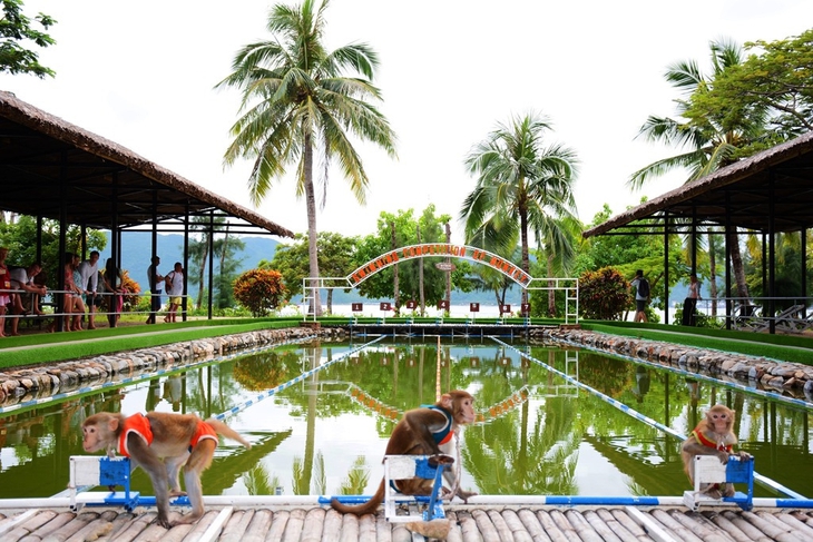 Đảo Khỉ - Ảnh 1.