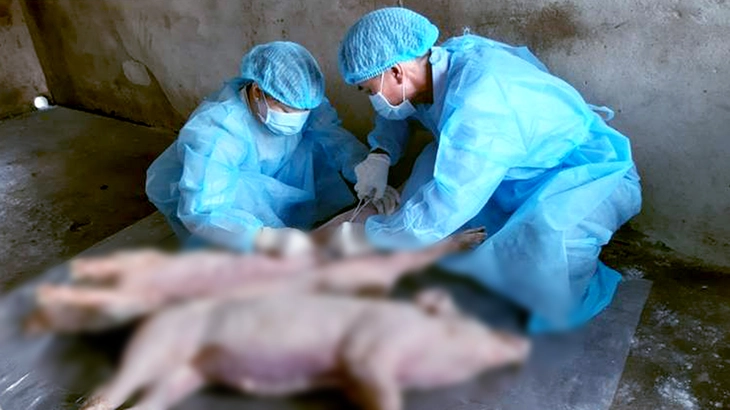 Tây Ninh yêu cầu không để việc sắp xếp bộ máy ảnh hưởng ngăn chặn dịch tả heo châu Phi - Ảnh 1.
