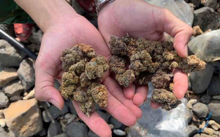 Bóc gỡ đường dây ma túy xuyên biên giới, thu lượng cần sa 'lớn nhất từ trước đến nay' - Ảnh 2.