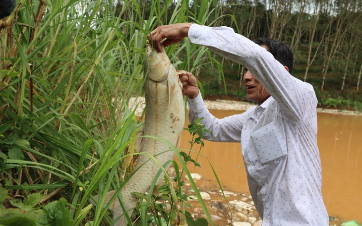 San hô gãy, cá chết la liệt dưới đáy vịnh Nha Phu ở Khánh Hòa- Ảnh 5.