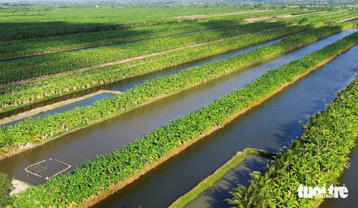 Cá đồng - Ảnh 3.