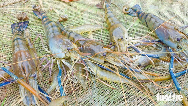Cá đồng - Ảnh 4.