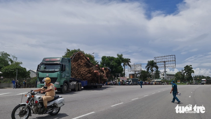 cây đa - Ảnh 6.