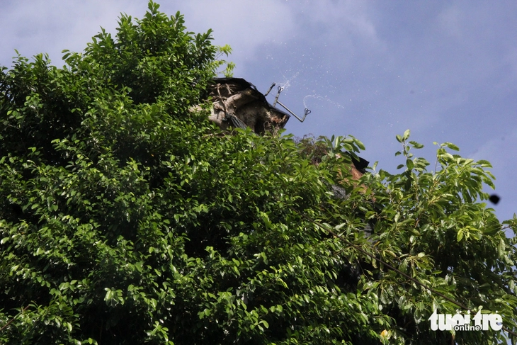 cây đa - Ảnh 8.