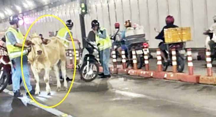 Lái xe tông chết vật nuôi trên đường có phải bồi thường? - Ảnh 3. Lái xe tông chết vật nuôi trên đường có phải bồi thường? - Ảnh 2.