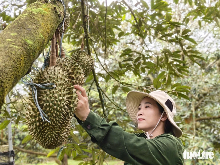 sầu riêng - Ảnh 1.