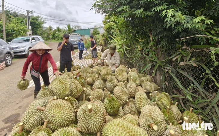 sầu riêng - Ảnh 2.