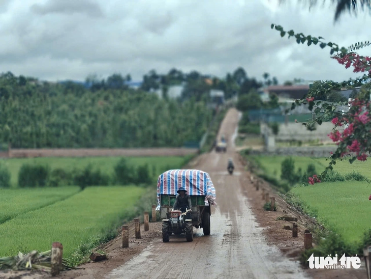 sầu riêng - Ảnh 3.
