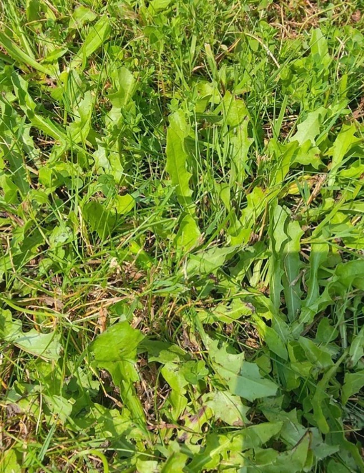 Con trai - Ảnh 3.