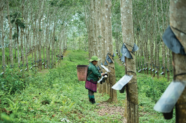 cao su - Ảnh 1.