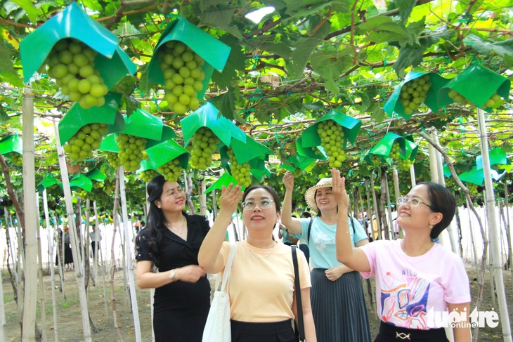 Bỏ việc làm ổn định, về quê trồng nho ngoại và 'thắng' lớn- Ảnh 4.